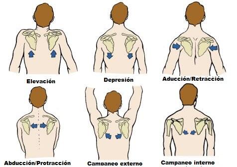 Movimientos escapulares